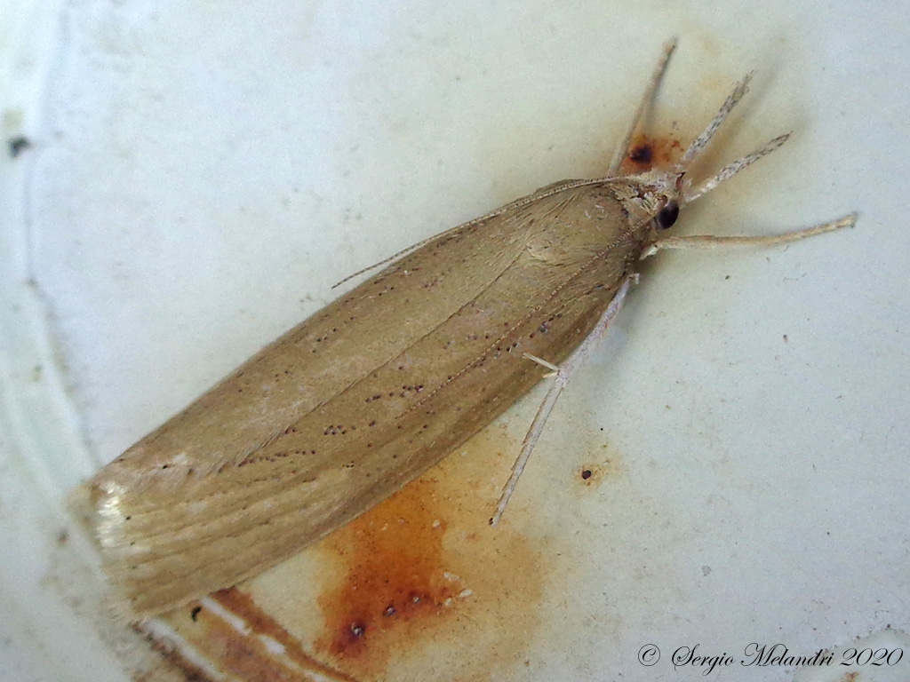 Crambidae: Chilo luteellus